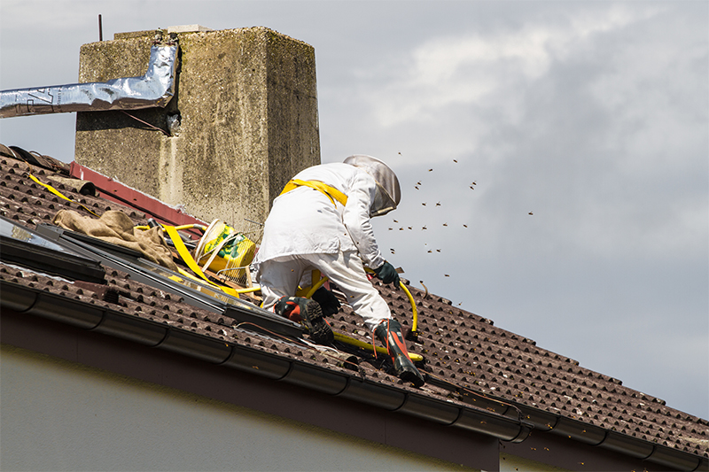 Bee Pest Control in Oxfordshire United Kingdom