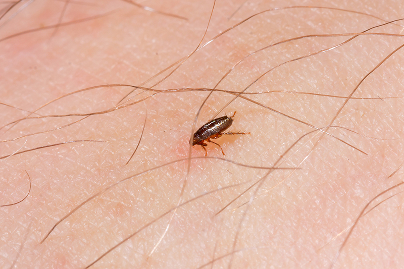 Flea Pest Control in Oxfordshire United Kingdom