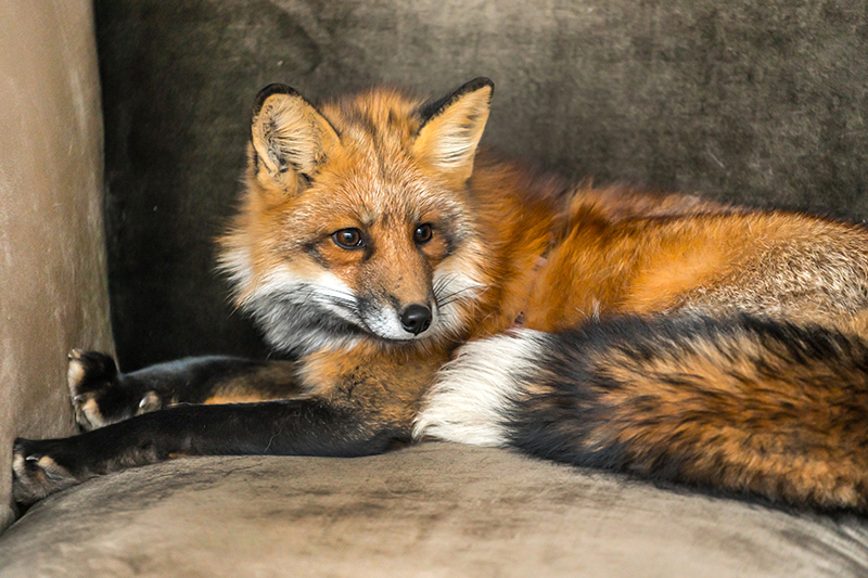 Fox Pest Control in Oxfordshire United Kingdom