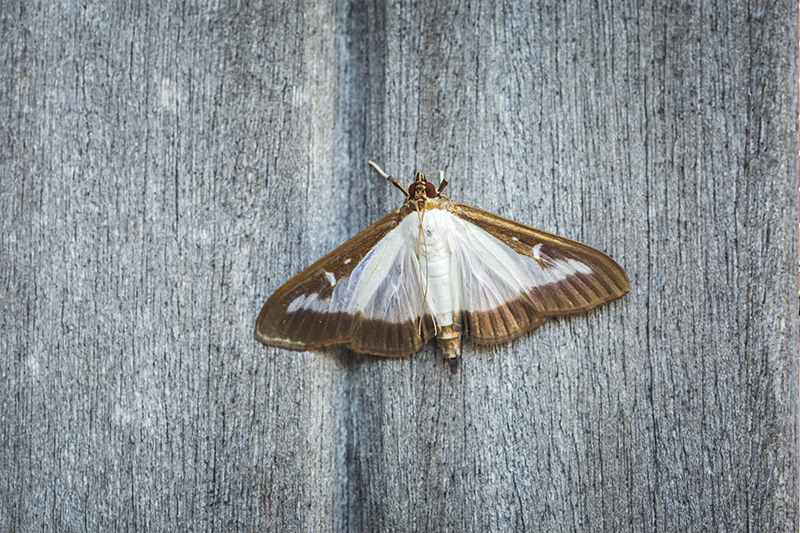 Moth Pest Control in Oxfordshire United Kingdom